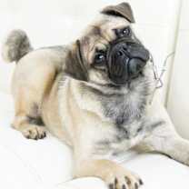 Thumbnail photo of Barnaby #3