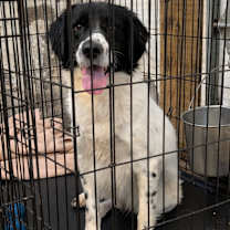 Thumbnail photo of Bandit #1