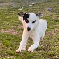 Thumbnail photo of Magnus #2