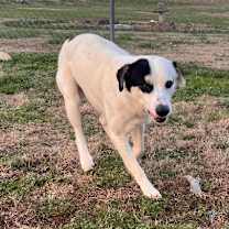 Thumbnail photo of Magnus #3