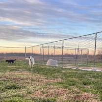 Thumbnail photo of Magnus #4