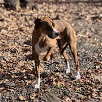 Thumbnail photo of Hazel #2