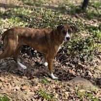 Thumbnail photo of Hazel #4