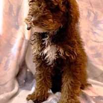 Thumbnail photo of Rhyme #1