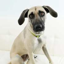 Thumbnail photo of Angie #1