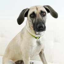 Thumbnail photo of Angie #4