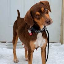 Thumbnail photo of Astra #2