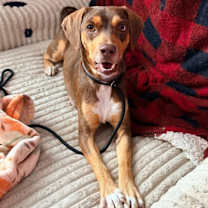 Thumbnail photo of Astra #4