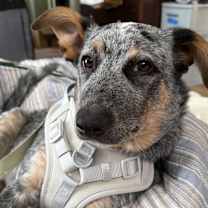 Thumbnail photo of Atlas "Addy" #2