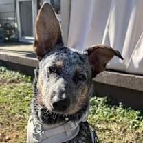 Thumbnail photo of Atlas "Addy" #1