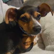 Thumbnail photo of Pickles #4