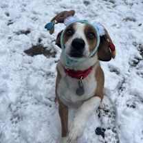 Thumbnail photo of Muffin #1