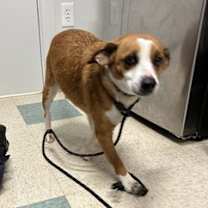 Thumbnail photo of Muffin #3