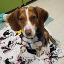 Thumbnail photo of Yuletide #1