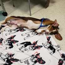 Thumbnail photo of Yuletide #3