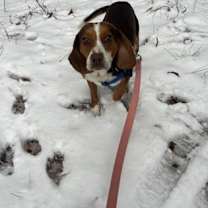 Thumbnail photo of Yuletide #4