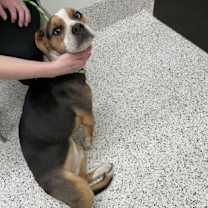 Thumbnail photo of Olivia Twist #2