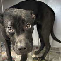 Thumbnail photo of Rowann #1