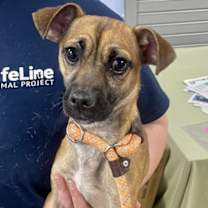 Thumbnail photo of Sheldon - ADOPTED #2