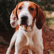 Thumbnail photo of 89539a Uncle Dingus #1