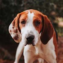 Thumbnail photo of 89539a Uncle Dingus #2