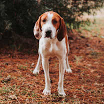 Thumbnail photo of 89539a Uncle Dingus #3