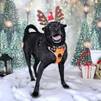 Thumbnail photo of Rocky #1