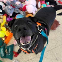 Thumbnail photo of Rocky #3