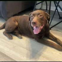 Thumbnail photo of Oakley Bear #1