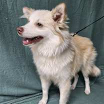 Thumbnail photo of Peanut #2