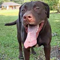 Thumbnail photo of Oakley Bear #2