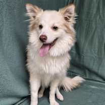 Thumbnail photo of Peanut #3