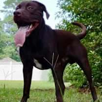 Thumbnail photo of Oakley Bear #3