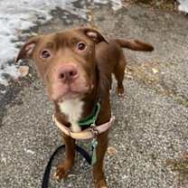 Thumbnail photo of Bronco #2