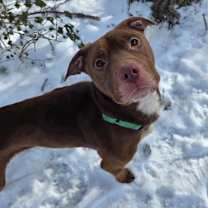 Thumbnail photo of Bronco #3