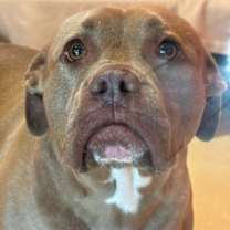 Thumbnail photo of Puppup #2