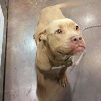 Thumbnail photo of Puppup #3