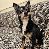 Thumbnail photo of Vito #1