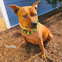 Thumbnail photo of Petra #1