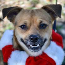 Thumbnail photo of Garland #1