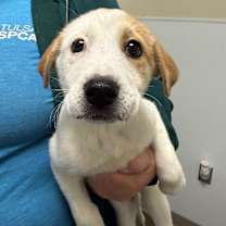 Thumbnail photo of Mistletoe #1