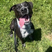 Thumbnail photo of Saki #4