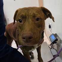 Thumbnail photo of Batman #2