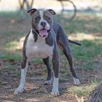 Thumbnail photo of Korneli #2