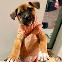 Thumbnail photo of SPECK #1