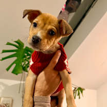 Thumbnail photo of SPROCKET #1