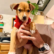 Thumbnail photo of SPROCKET #2