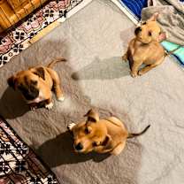 Thumbnail photo of SPROCKET #3