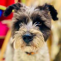 Thumbnail photo of Bounce #1