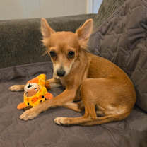 Thumbnail photo of Dulcey #4